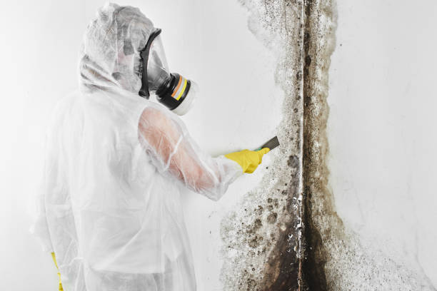 Best Toxic Mold Removal  in Mcconnelsville, OH