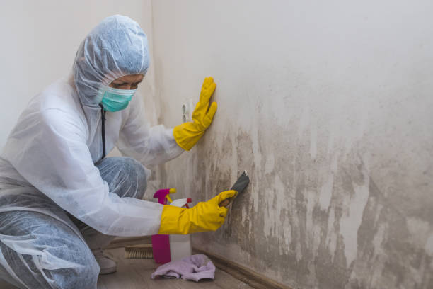 Best Office Mold Removal Services  in Mcconnelsville, OH