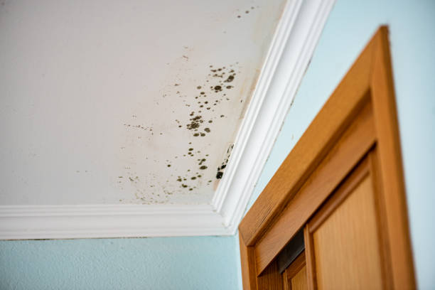 Mold Removal and Inspection in Mcconnelsville, OH