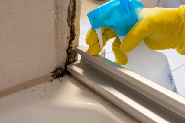 Best Best Mold Removal Companies  in Mcconnelsville, OH