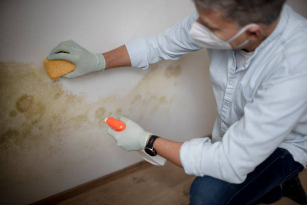 Trusted Mcconnelsville, OH Mold Removal Experts