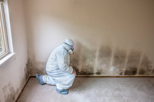 Best Mold Removal and Inspection  in Mcconnelsville, OH