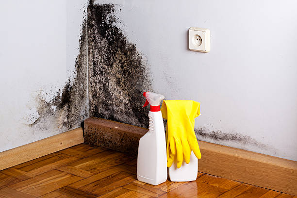 Best Toxic Mold Removal  in Mcconnelsville, OH